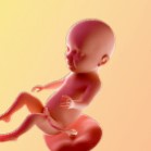 31 гестационна седмица – 31 седмица от бременността