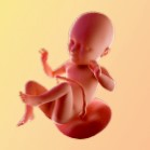 34 гестационна седмица – 34 седмица от бременността