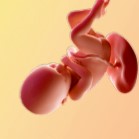 Бременност седмица 36