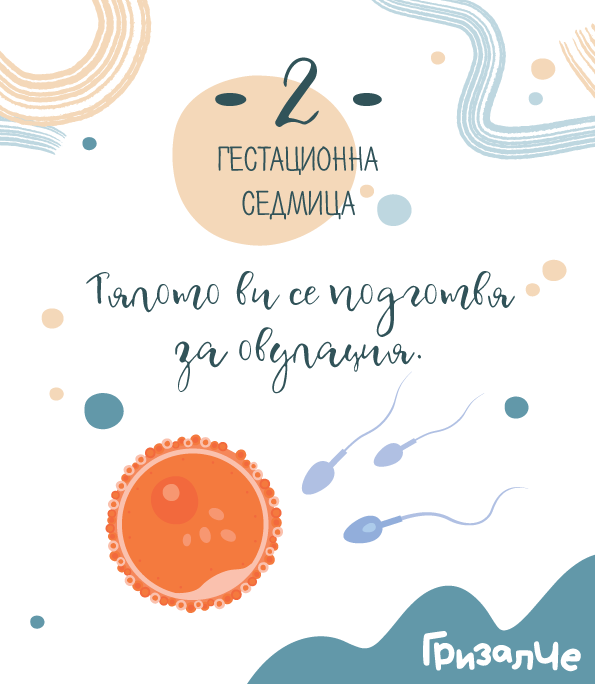 2 гестационна седмица – Втора седмица от бременността