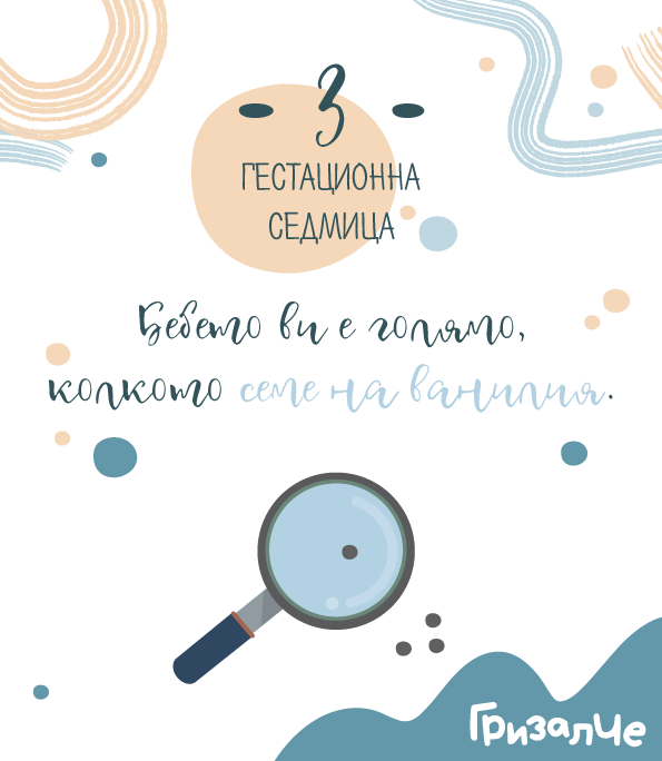 3 гестационна седмица – 3 седмица от бременността