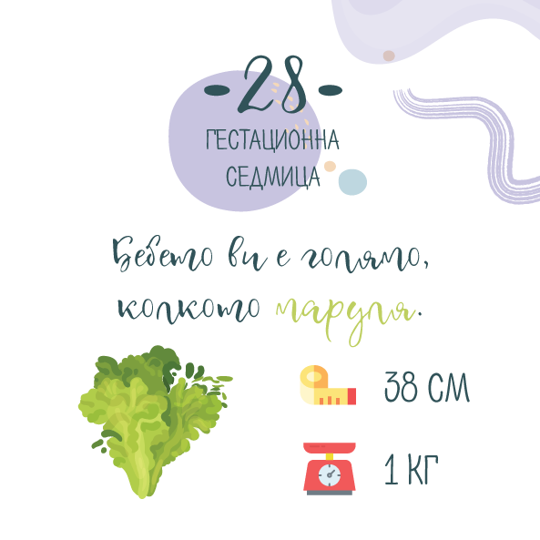 Бременност седмица 28