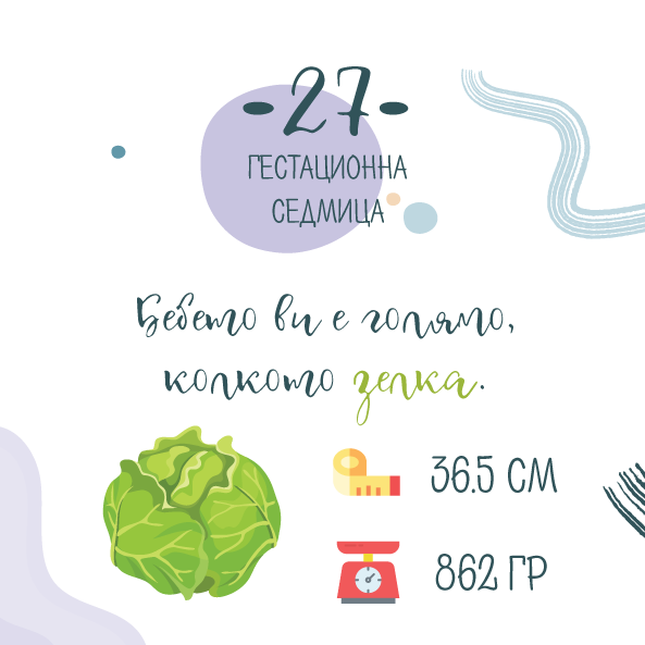 27 гестационна седмица – 27 седмица от бременността