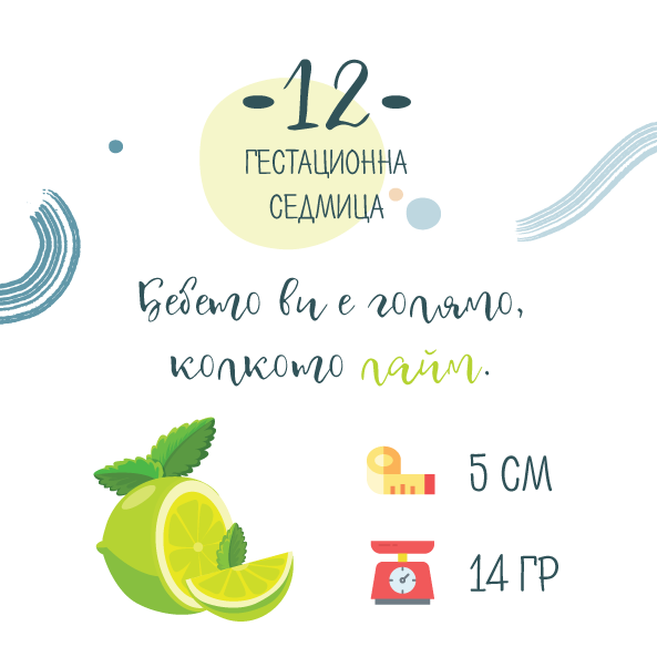 Бременност седмица 12