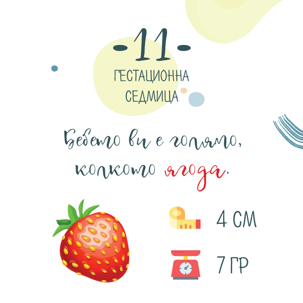 11 гестационна седмица – 11 седмица от бременността