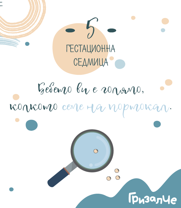 5 гестационна седмица – 5 седмица от бременността