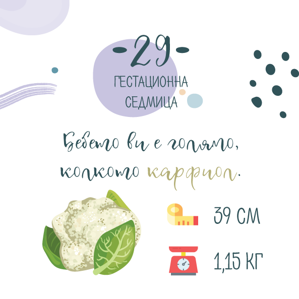 29 гестационна седмица от бременността
