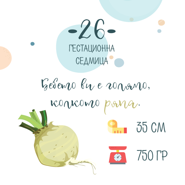 26 гестационна седмица от бременността