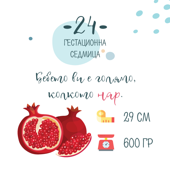 Бременност седмица 24