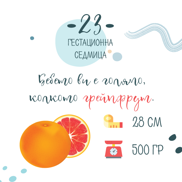 23 гестационна седмица от бременността