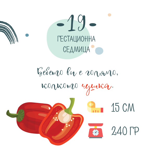 19 гестационна седмица – 19 седмица от бремнността