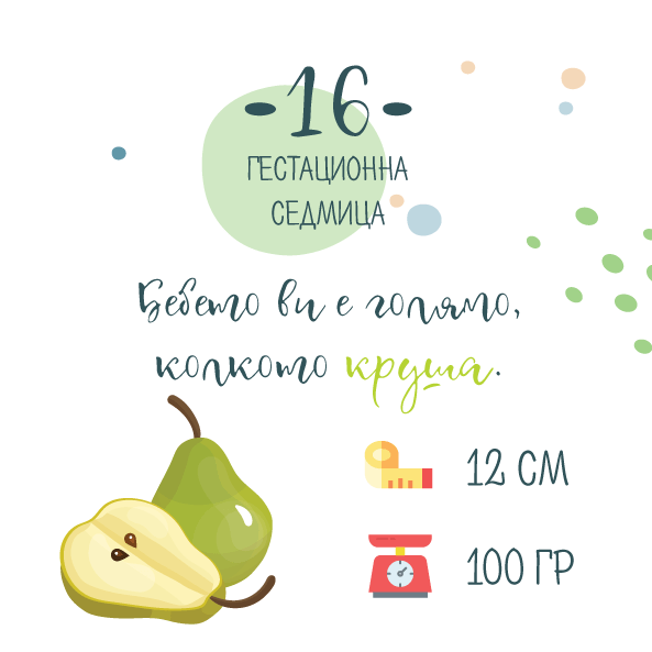 Бременност седмица 16