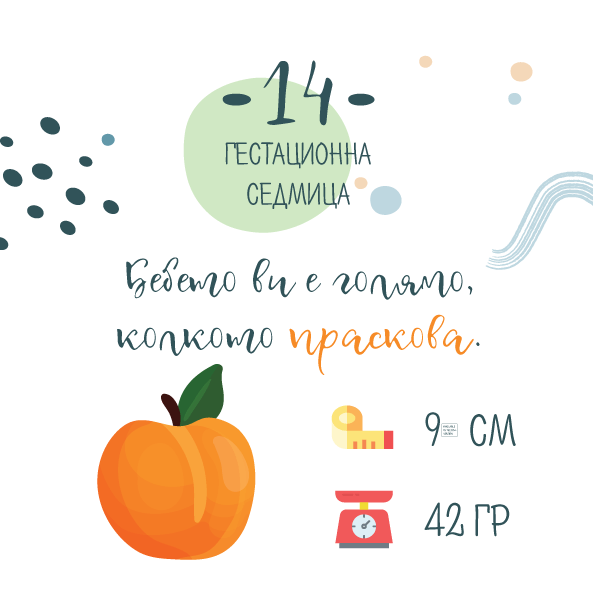 14 гестационна седмица – 14 седмица от бременността